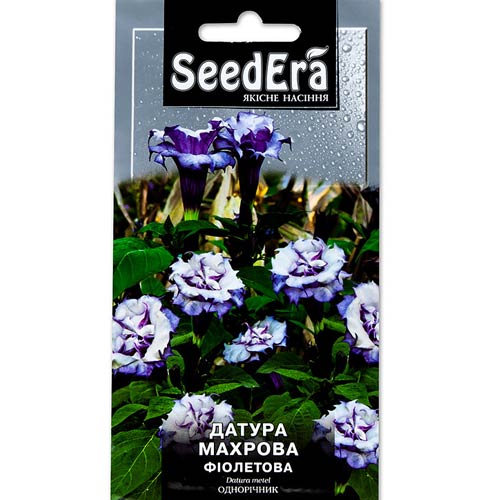Датура махровая фиолетовая Seedera артикул фото 1 Датура махровая фиолетовая Seedera рисунок 1 артикул 66264