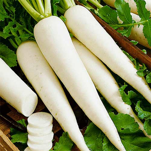 Дайкон Дракон, семена рисунок 1 артикул 70123