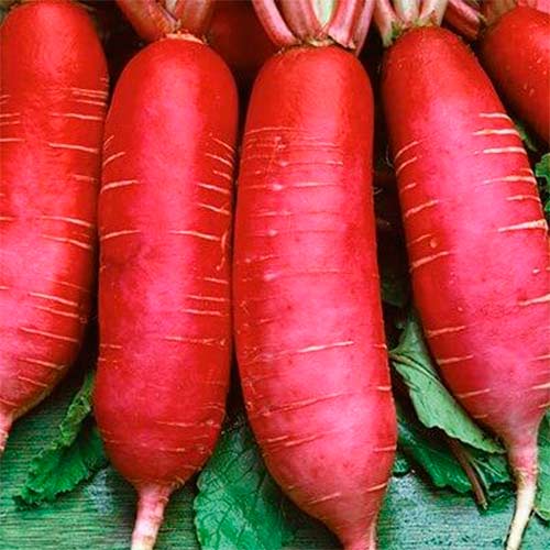 Дайкон китайский розовый, семена рисунок 1 артикул 70124