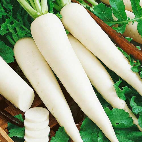 Дайкон Японский артикул фото 1 Дайкон Японский рисунок 1 артикул 72508