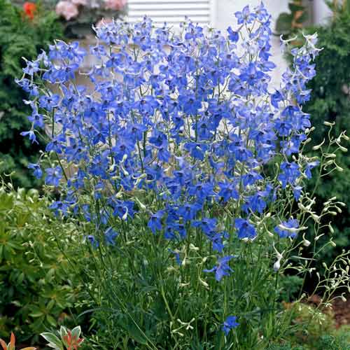 Дельфиниум крупноцветковый Блю Баттерфляй артикул фото 1 Дельфиниум крупноцветковый Блю Баттерфляй рисунок 1 артикул 68663