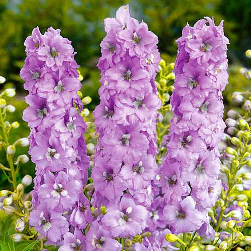 Дельфиниум Мадам Баттерфляй, семена рисунок 1 артикул 70093
