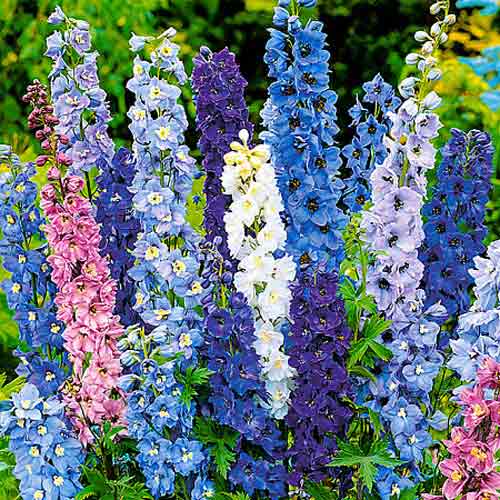 Дельфиниум Магический фонтан, смесь окрасок артикул фото 1 Дельфиниум Магический фонтан, смесь окрасок рисунок 1 артикул 66224