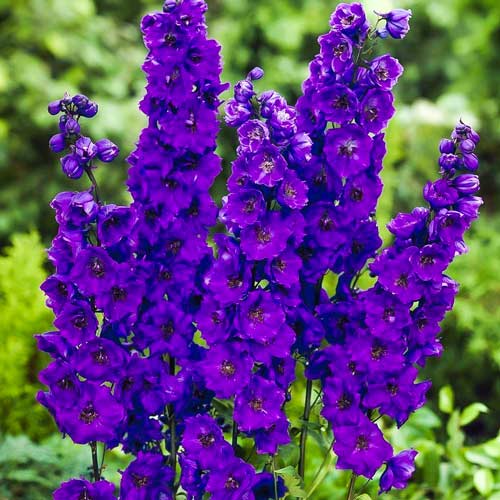 Дельфиниум Пацифик Гиант Блэк Найт артикул фото 1 Дельфиниум Пацифик Гиант Блэк Найт рисунок 1 артикул 68665