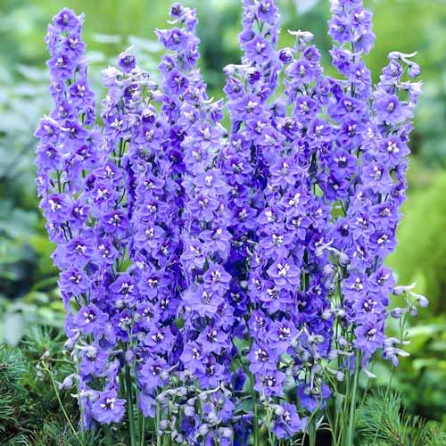 Дельфиниум Пацифик Гиант Саммер Скайс рисунок 1 артикул 68666