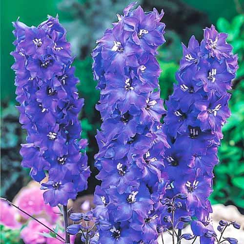 Дельфиниум Пацифик Кинг Артур рисунок 1 артикул 68667