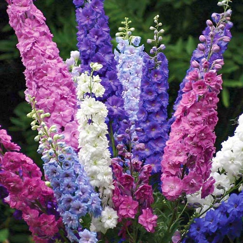 Дельфиниум Высокорослый, смесь окрасок Seedera рисунок 1 артикул 94954