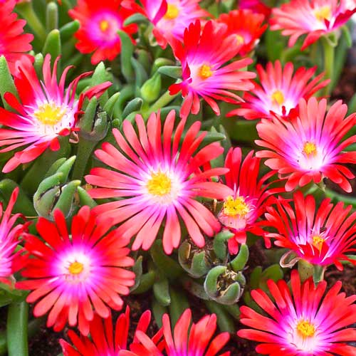 Делосперма Джевел оф Десерт Гарнет, саджанці зображення 1 артикул 68662