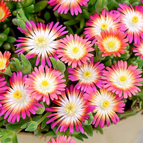 Делосперма Джевел оф Десерт Рубі зображення 1 артикул 68660