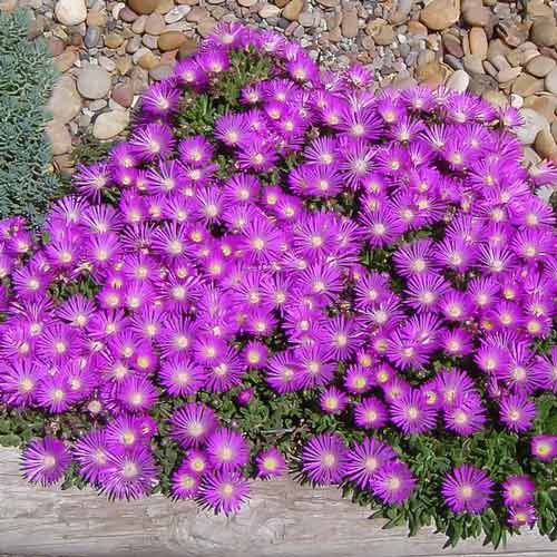 Делосперма Тейбл Маунтін зображення 1 артикул 68659