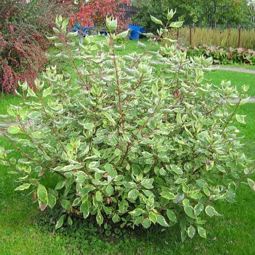 Дерен белый Элегантиссима рисунок 1 артикул 9569