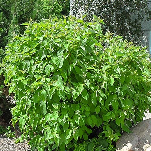 Дерен белый Сибирика рисунок 1 артикул 9044