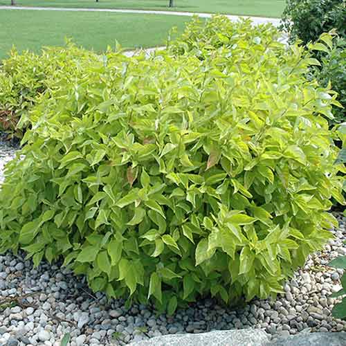 Дерен белый Ауреа рисунок 1 артикул 4748