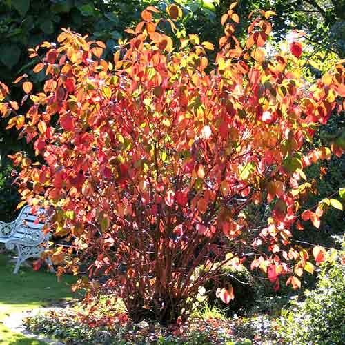 Дерен белый Сайбериан Перл рисунок 1 артикул 4747