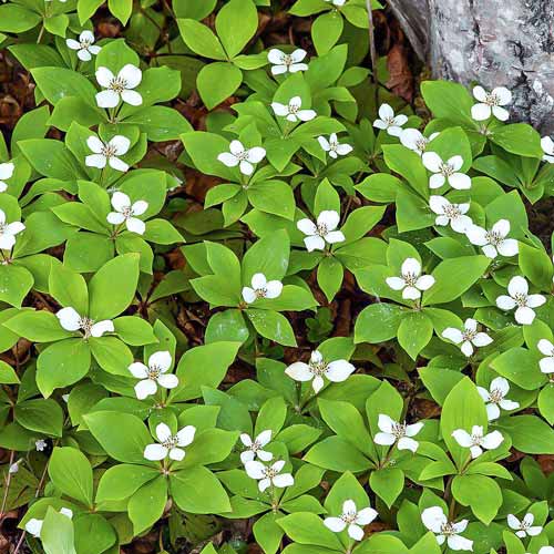 Дерен канадский артикул фото 1 Дерен канадский рисунок 1 артикул 68668