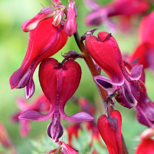 Дицентра Файер Айлэнд рисунок 1 артикул 76223