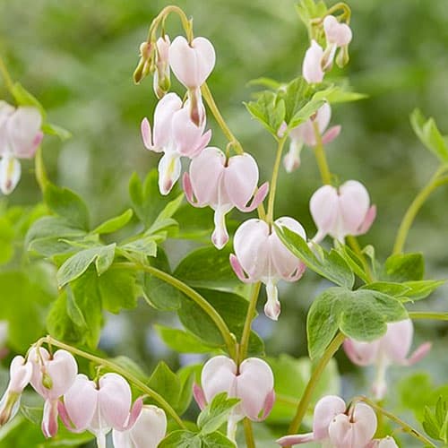 Дицентра Купид артикул фото 1 Дицентра Купид рисунок 1 артикул 76222