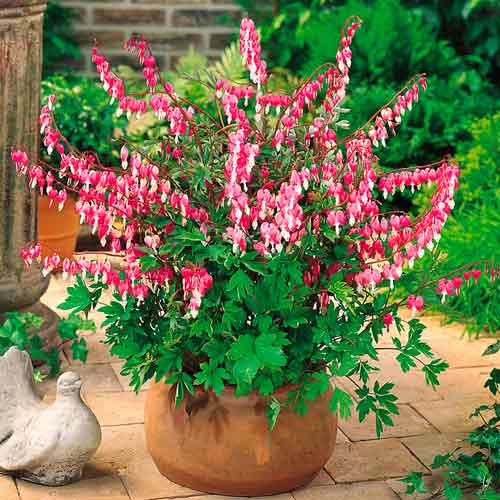 Дицентра Валентина, луковицы рисунок 2 артикул 76224