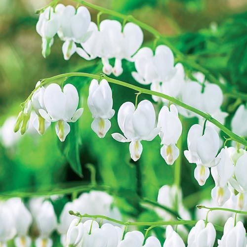 Дицентра великолепная Альба рисунок 1 артикул 68281