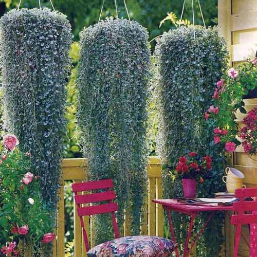 Діхондра Срібний водоспад зображення 1 артикул 72163