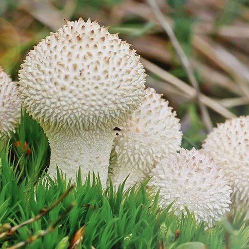 Дождевик съедобный артикул фото 1 Дождевик съедобный рисунок 1 артикул 89847