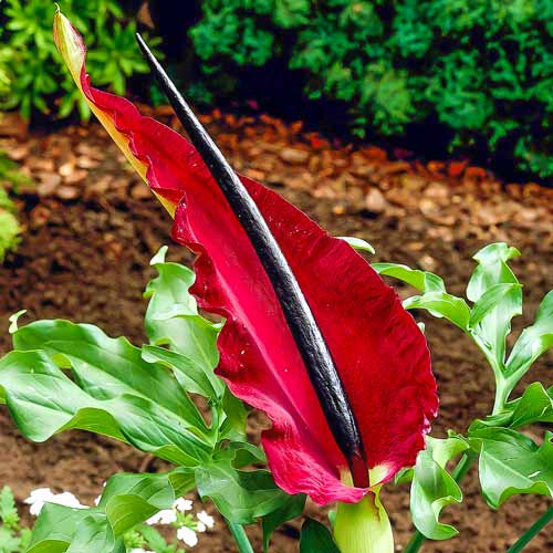 Дракункулюс обыкновенный рисунок 1 артикул 67346