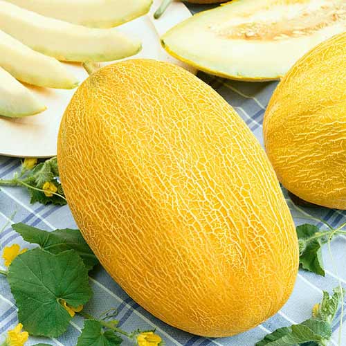 Диня Ананас Seedera зображення 1 артикул 65531