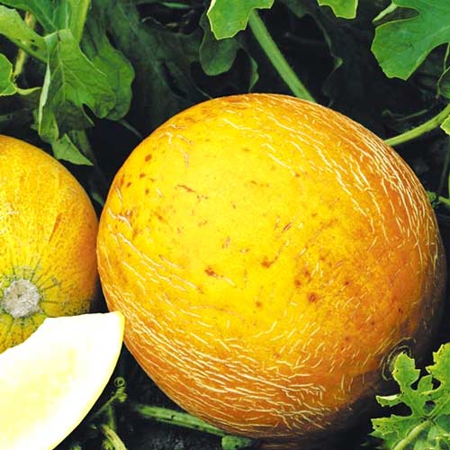 Диня Капуччіно, насіння зображення 1 артикул 65330