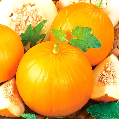 Диня Колгоспниця, насіння зображення 1 артикул 70003
