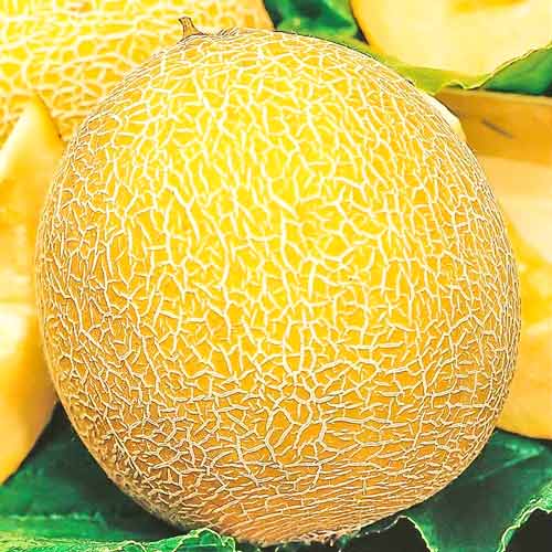 Дыня Леся, семена рисунок 1 артикул 70004