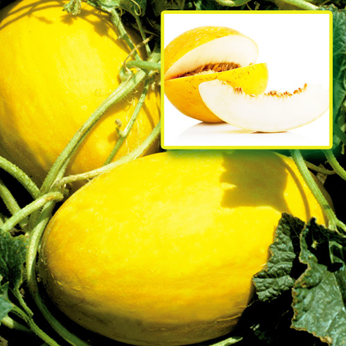 Диня Медова гігантська F1, насіння зображення 1 артикул 65105