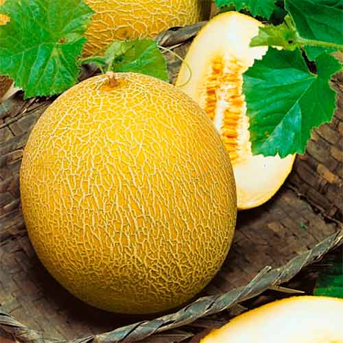 Дыня Медовая, семена рисунок 1 артикул 70127