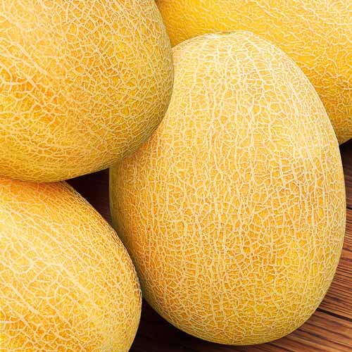 Диня Престиж Seedera зображення 1 артикул 72160