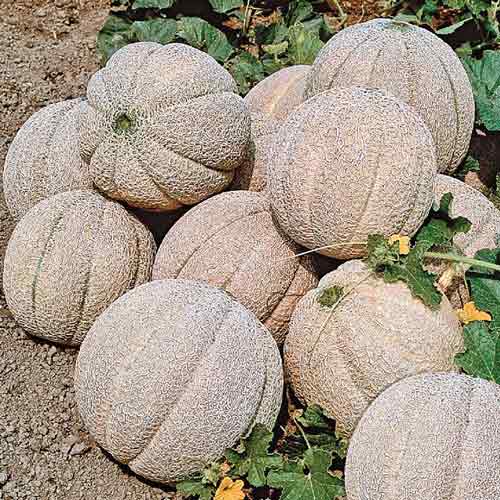 Дыня Суперстар F1 рисунок 1 артикул 72796