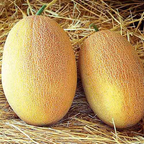 Диня Торпеда Узбекистанська зображення 1 артикул 72723