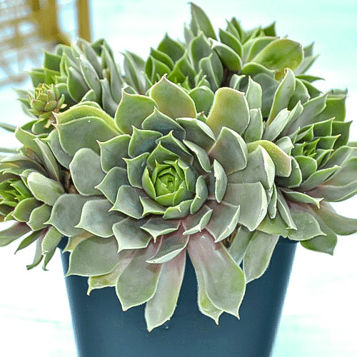 Молодило Блю Стар, саджанці зображення 1 артикул 01361