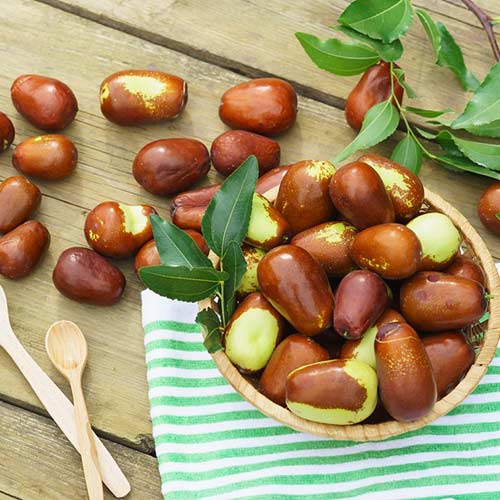 Зізіфус Цукерковий зображення 1 артикул 7424