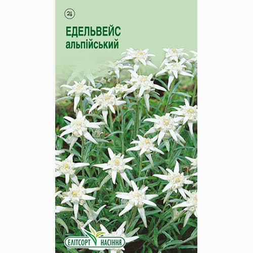 Эдельвейс Альпийский Элитсорт рисунок 1 артикул 95102