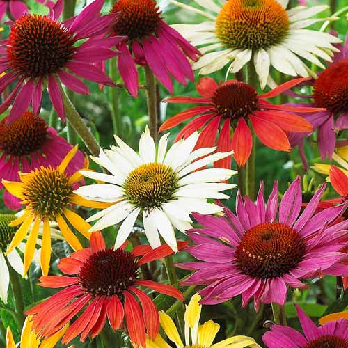 Эхинацея Баттерфляй, микс рисунок 1 артикул 76434