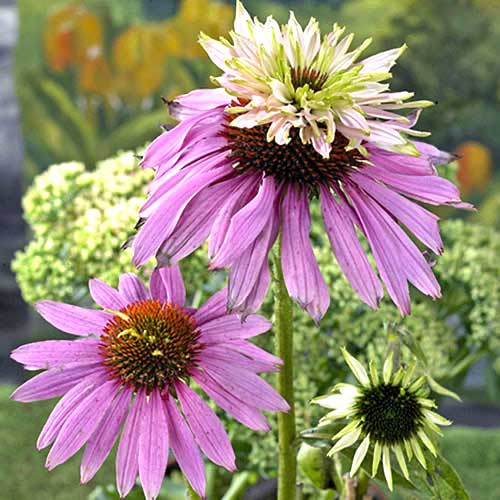 Ехінацея Double Decker зображення 1 артикул 70386