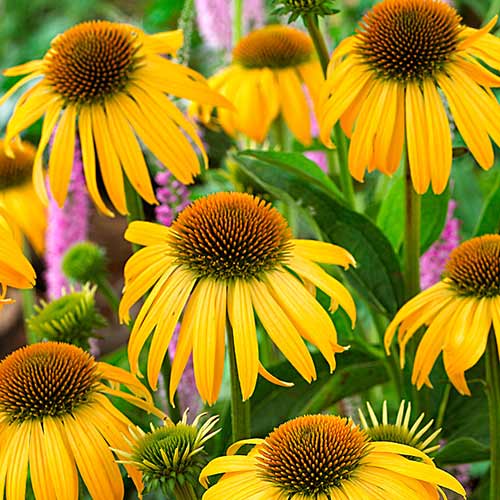 Эхинацея Харвест Мун рисунок 1 артикул 76626