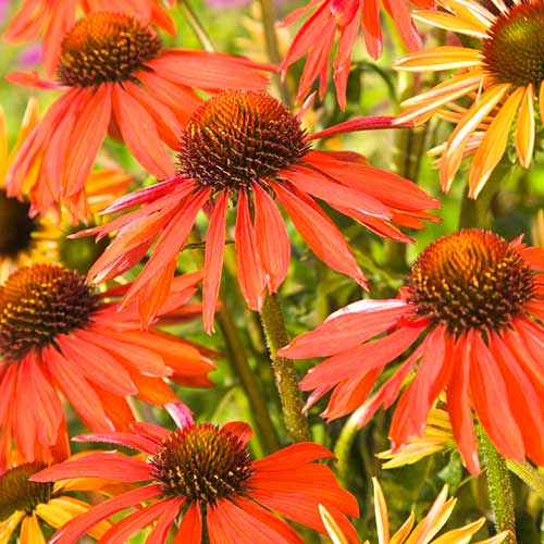 Эхинацея Хот Саммер рисунок 1 артикул 76627