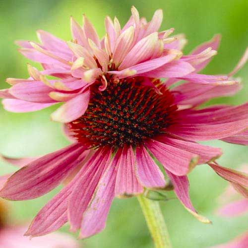 Эхинацея Индика рисунок 1 артикул 70471