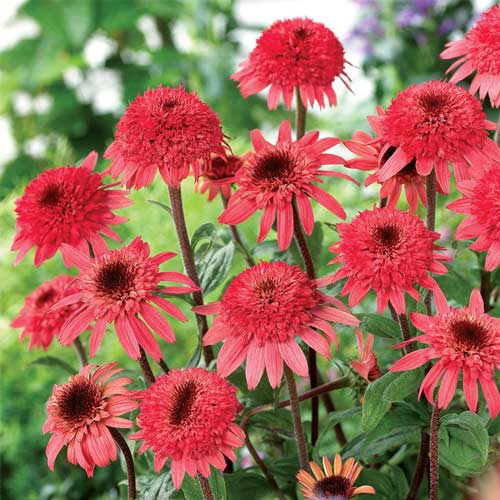 Эхинацея Корал Риф рисунок 1 артикул 68784