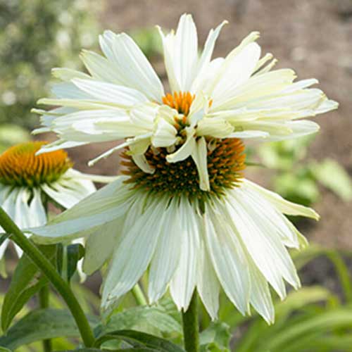 Эхинацея Моунт Худ рисунок 1 артикул 70472