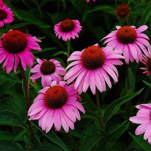 Ехінацея пурпурова Брайт Роуз зображення 1 артикул 01429