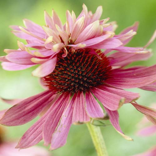 Эхинацея пурпурная Индика рисунок 1 артикул 76063