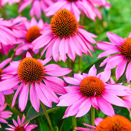Ехінацея пурпурна Пінк зображення 1 артикул 76435