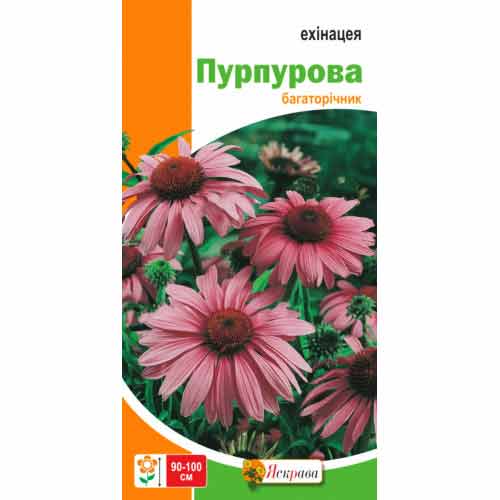 Эхинацея пурпурная Яскрава рисунок 1 артикул 99778