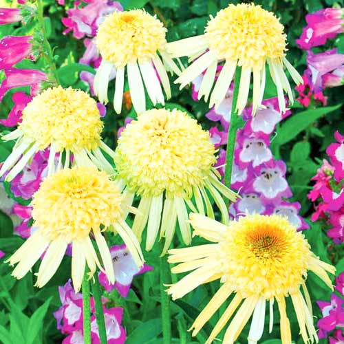 Эхинацея Секрет Джой рисунок 1 артикул 68786